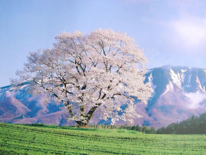 小岩井農場