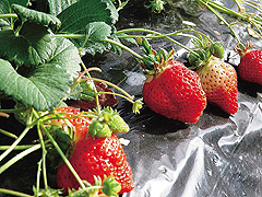 貴志川観光いちご狩り協会