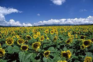 沖の原ひまわり広場